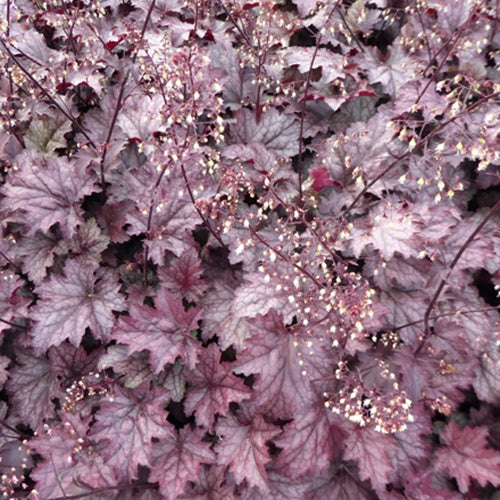 Heuchère Amethyst Myst - Heuchera amethyst myst - Plantes