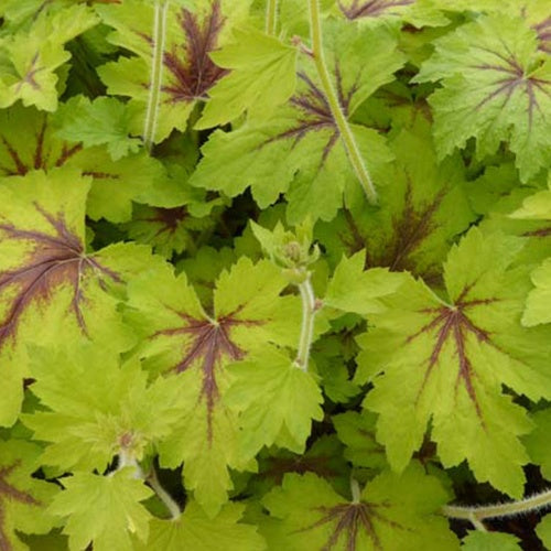 Heuchèrelle Art Nouveau - Xheucherella art nouveau - Plantes