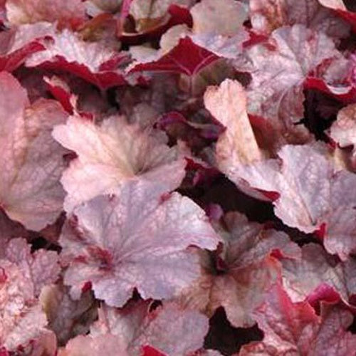 Heuchère Beaujolais - Heuchera beaujolais - Plantes