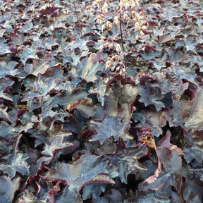 Heuchère Blackout - Heuchera blackout - Plantes