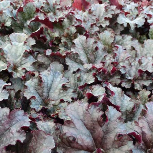 Heuchère Berry Marmalade - Heuchera berry marmalade - Plantes