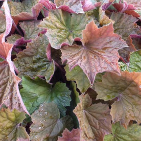 Heuchère Brownies - Heuchera brownies - Plantes