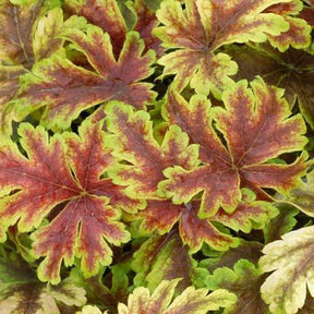 Heucherella Golden Zebra - Heucherella hybride golden zebra - Plantes