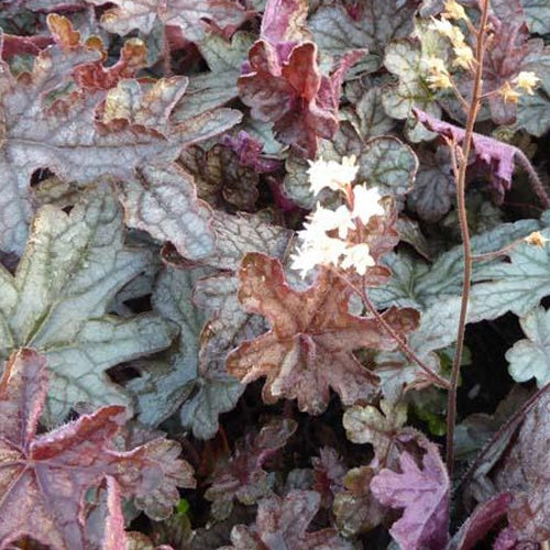 Heuchèrelle Infinity - Xheucherella infinity - Plantes