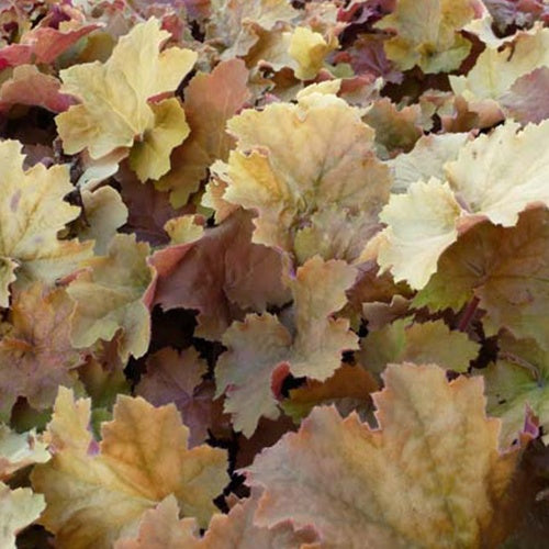 Heuchère Kassandra - Heuchera kassandra - Plantes