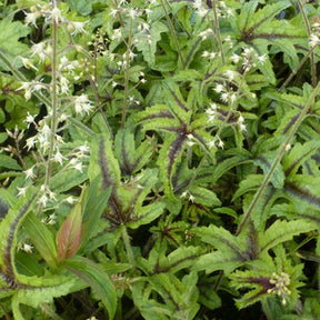 Heuchèrelle Kimono - Xheucherella kimono - Plantes