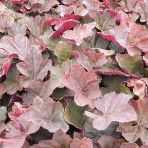 Heuchère Magnum - Heuchera magnum - Plantes