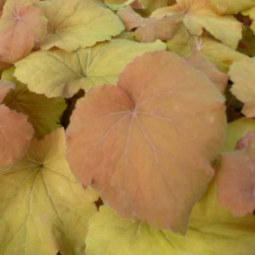 Heuchère Mega Caramel - Heuchera mega caramel - Plantes