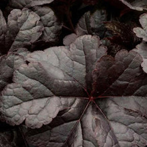 Heuchèrelle Onyx - Xheucherella onyx - Plantes