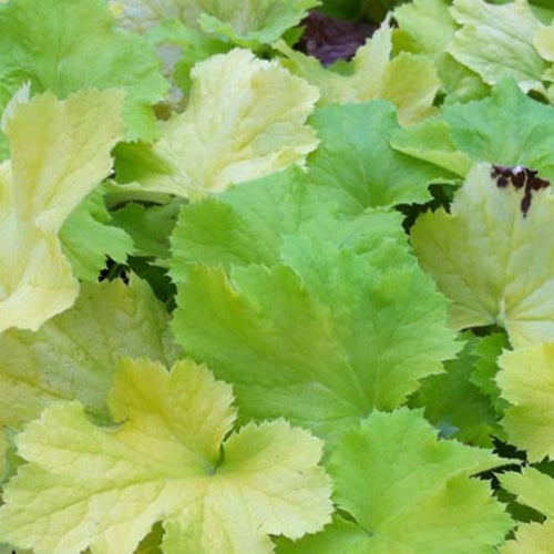 Heuchère Pistache - Heuchera pistache - Plantes