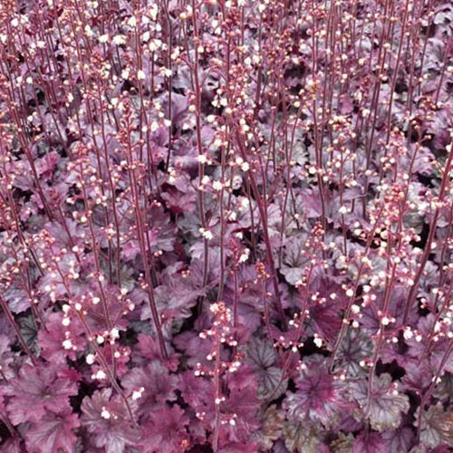 Heuchère Plum Royale - Heuchera plum royale - Plantes