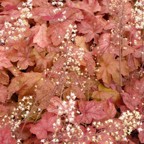 Heucherella Redstone Falls - Heucherella hybride redstone falls - Plantes