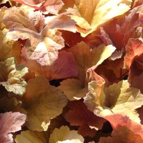 Heuchère Southern Comfort - Heuchera southern comfort - Plantes