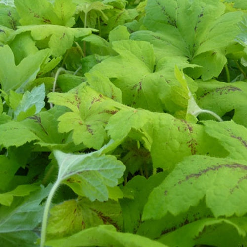 Heuchèrelle Sunrise Falls - Xheucherella sunrise falls - Plantes