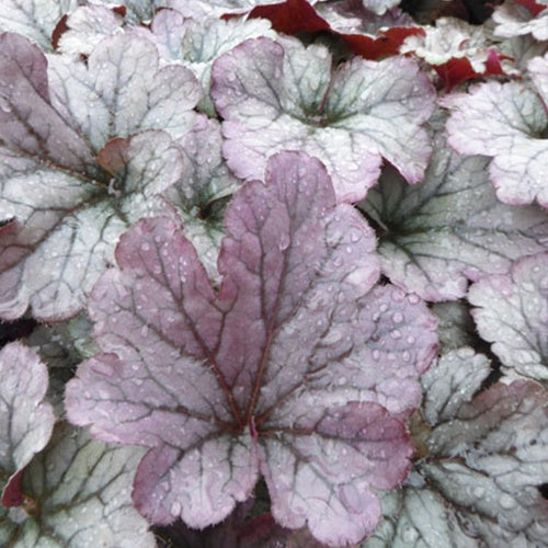 Heuchère Sloeberry - Heuchera sloeberry  ( indian summer series ) - Plantes