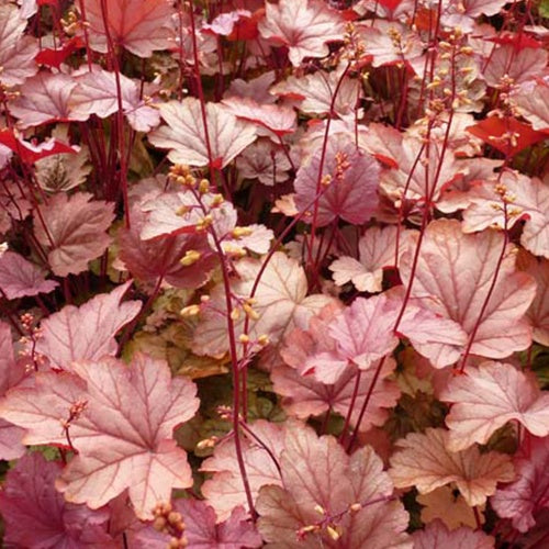 Heuchère Vienna - Heuchera vienna ( city series ) - Plantes