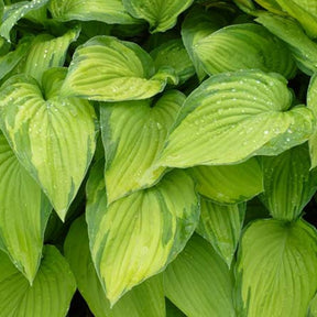 Hosta à feuilles jaunes Albopicta - Hosta fortunei albopicta - Plantes