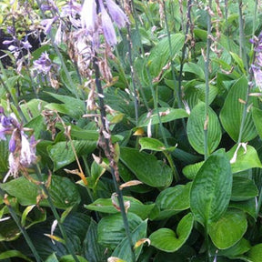 Hosta à feuilles jaunes Hyacinthina - Hosta fortunei hyacinthina - Plantes