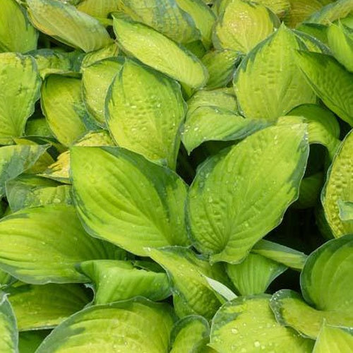 Hosta Gold Standard Funkia - Hosta hybride gold standard - Plantes