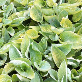 Hosta Abiqua Ariel - Hosta abiqua ariel - Plantes