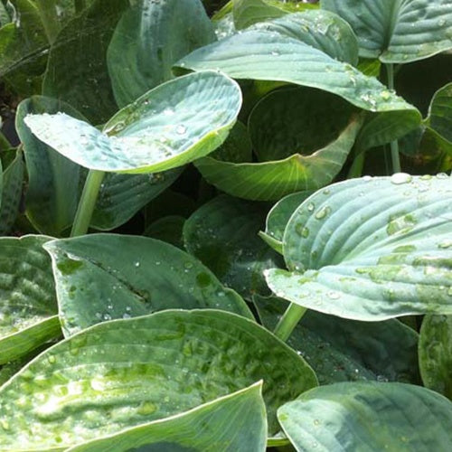 Hosta Big Chance Funkia - Hosta big chance - Plantes