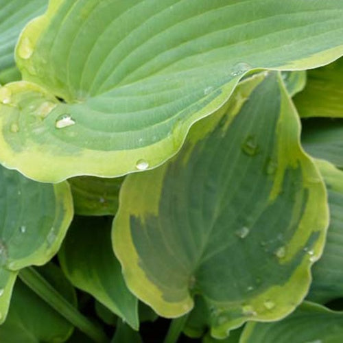 Hosta Bold Out Of the Blue - Hosta bold out of the blue - Plantes