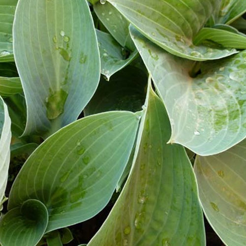 Hosta Brother Ronald Funkia - Hosta brother ronald - Plantes