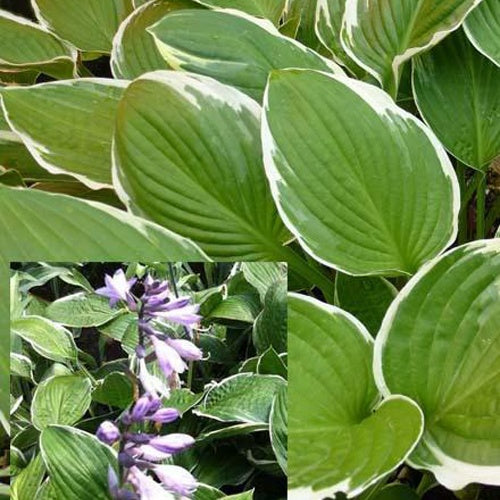 Hosta Carol Funkia - Hosta hybride carol - Plantes