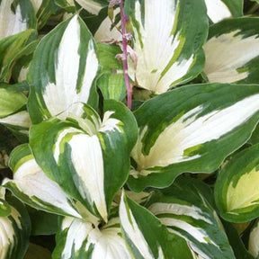 Hosta Christmas Candy Funkia - Hosta christmas candy - Plantes