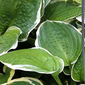 Hosta Christmas Candy Funkia - Hosta christmas candy - Plantes vivaces