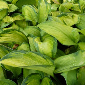 Hosta Color glory Funkia - Hosta color glory - Plantes