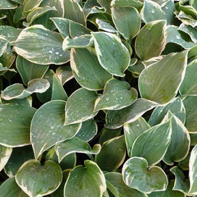 Hosta Chantilly Lace Funkia - Hosta chantilly lace - Plantes