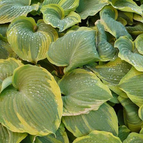 Hosta Earth Angel Funkia - Hosta earth angel - Plantes