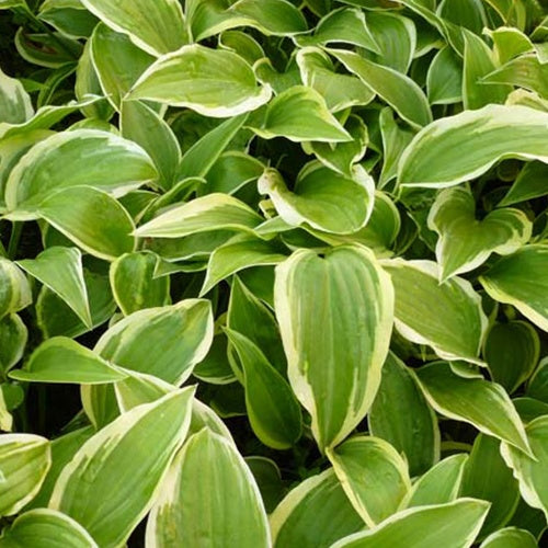 Hosta Emily Dickinson Funkia - Hosta emily dickinson - Plantes