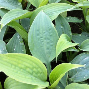 Hosta Fragrant Blue Funkia - Hosta fragrant blue - Plantes