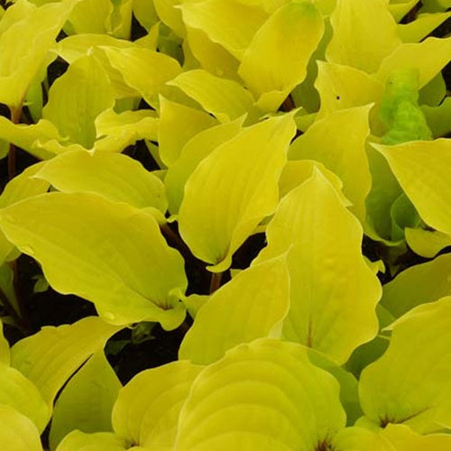 Hosta Fire Island Funkia - Hosta hybride fire island - Plantes