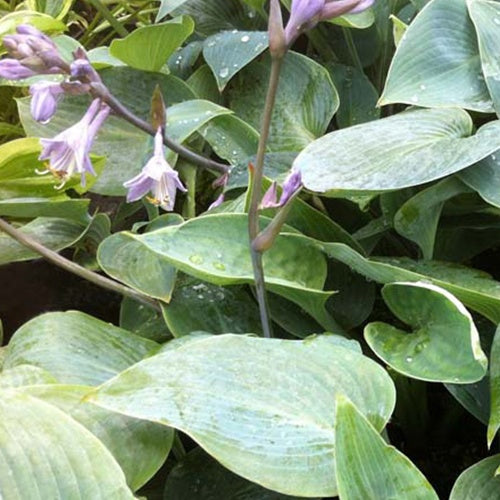 Hosta Grey Beauty Funkia - Hosta grey beauty - Plantes