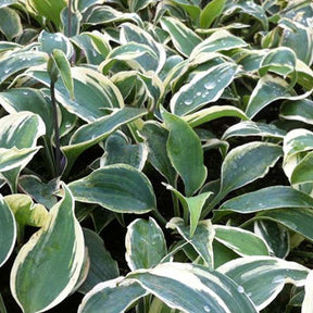 Hosta Great Escape - Hosta great escape - Plantes