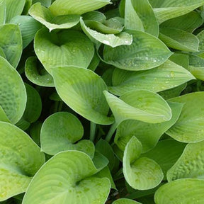 Hosta Gold Regal Funkia - Hosta hybride gold regal - Plantes