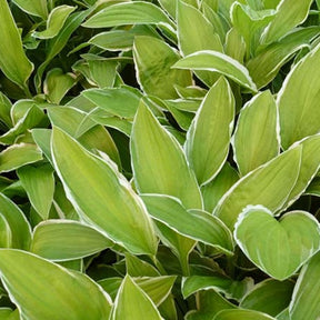 Hosta Herifu Funkia - Hosta herifu - Plantes