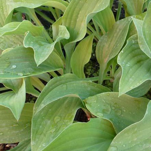 Hosta Krossa Regal Funkia - Hosta hybride krossa regal - Plantes