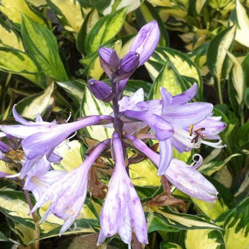 Hosta Morning Light Funkia - Hosta morning light - Plantes