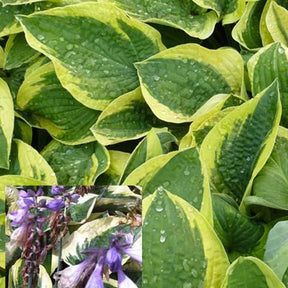 Hosta Mama Mia Funkia - Hosta hybride mama mia - Plantes