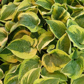 Hosta Honeysong Funkia - Hosta honeysong - Plantes