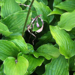 Hosta Purple Dwarf Funkia - Hosta purple dwarf - Plantes