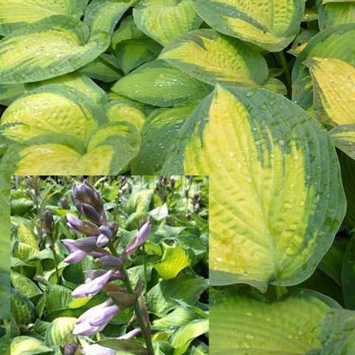 Hosta Paul's Glory Funkia - Hosta pauls glory - Plantes