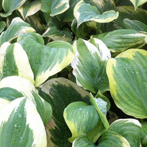 Hosta Robert Frost Funkia - Hosta robert frost - Plantes