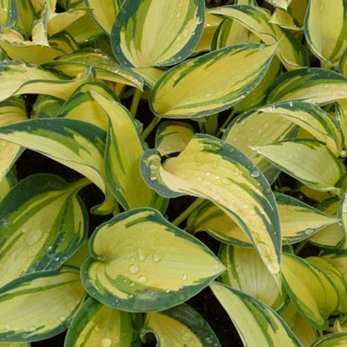 Hosta Remeber me Funkia - Hosta remember me - Plantes