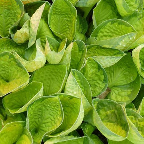 Hosta Rainforrest Sunrise Funkia - Hosta rainforest sunrise - Plantes