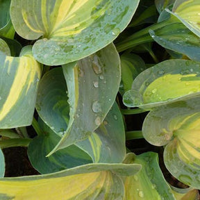 Hosta Touch of Class Funkia - Hosta touch of class - Plantes